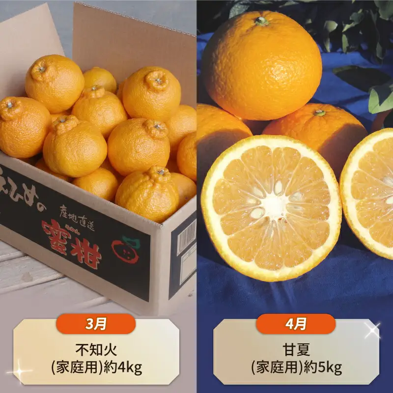 【柑橘】 柑橘 定期便 10ヶ月 WF B100-024014
