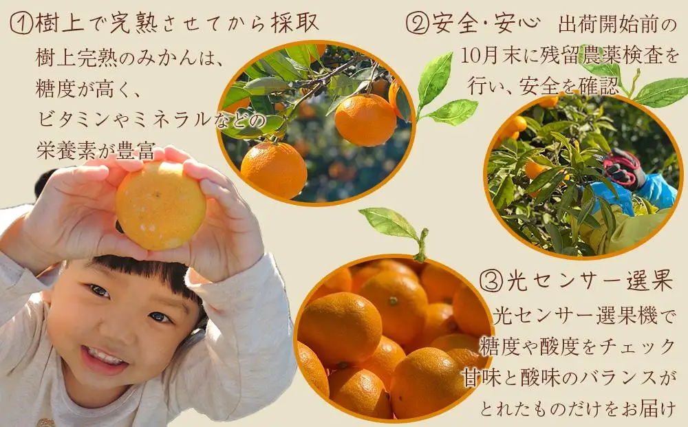 【先行受付】 武内園 和歌山県産 有田みかん 特選 秀品 5kg   完熟 光センサー