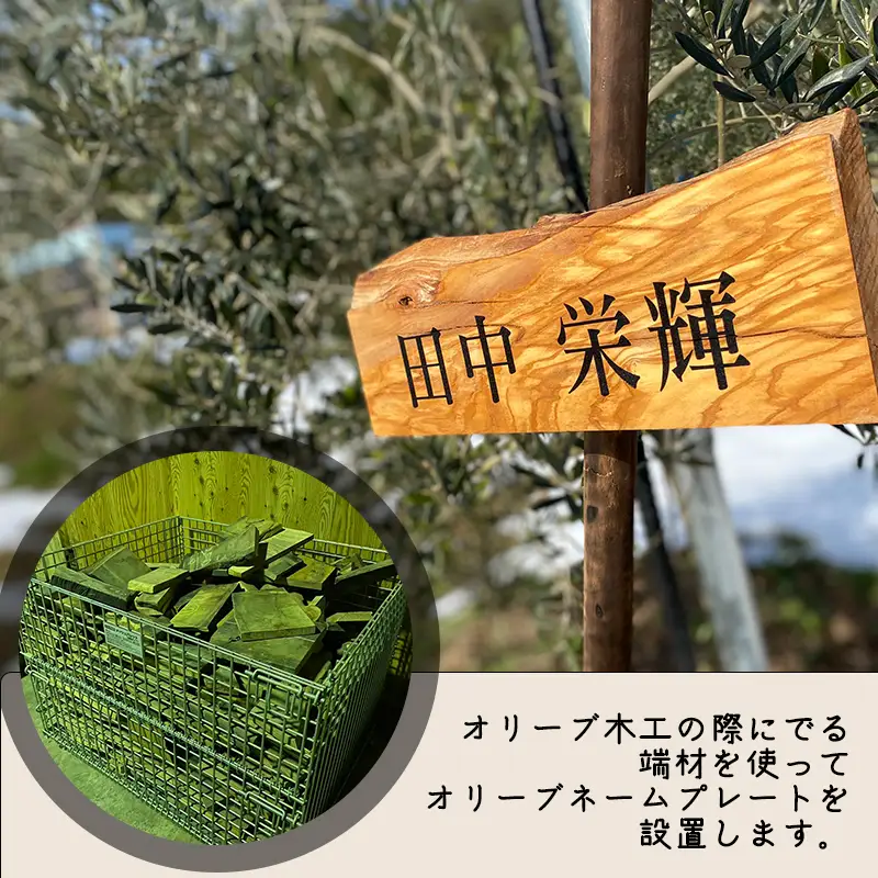 【京都府/オリーブオーナー】【スタンダード】令和5年度オリーブ樹のオーナーになれる