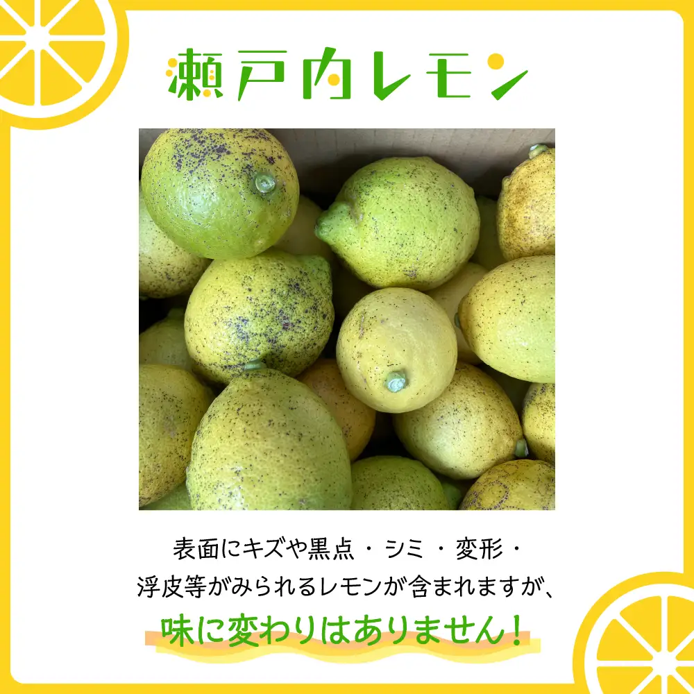 【先行受付】【2026年11月～発送】大崎下島産 栽培期間中農薬不使用 瀬戸内レモン 10kg れもん 檸檬 朝採れ 新鮮 ku044-008-26