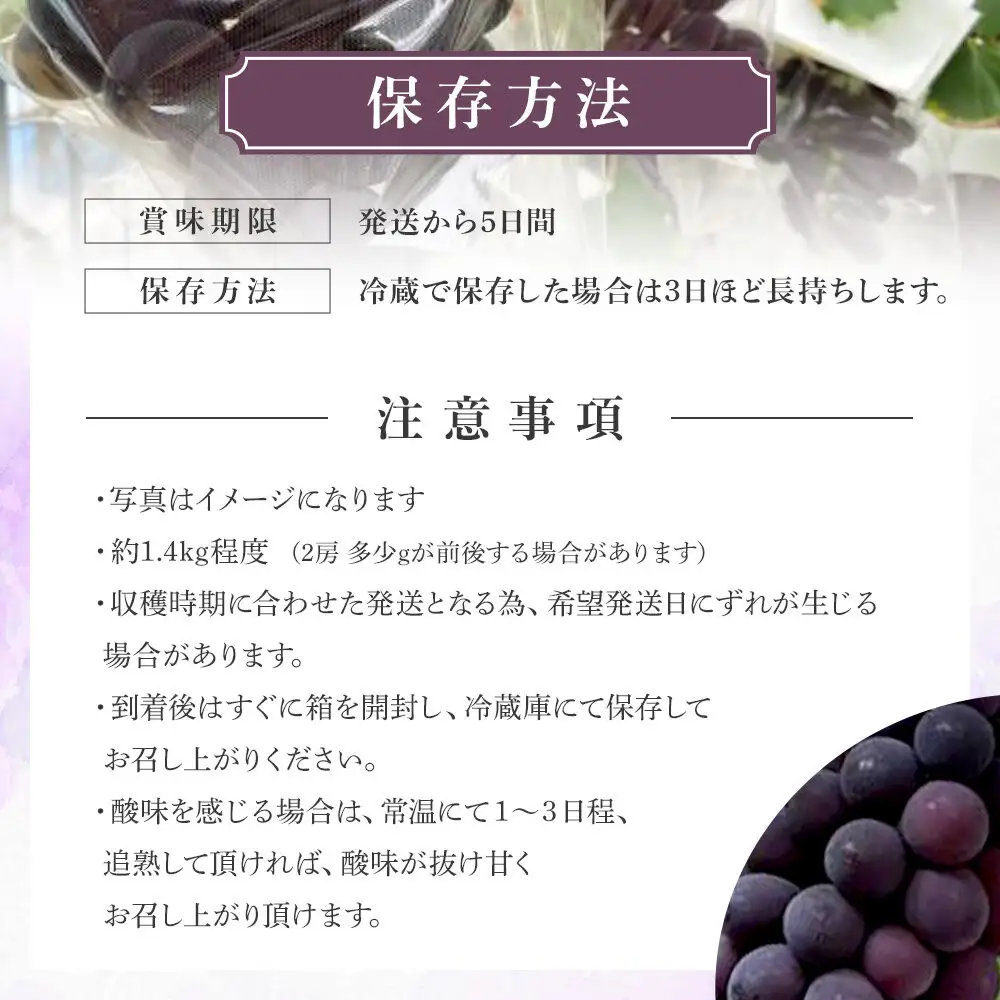 ＜2026年 先行予約8月中旬発送＞【貝塚市産】特選ブラックビート２房入り 1.4kg以上