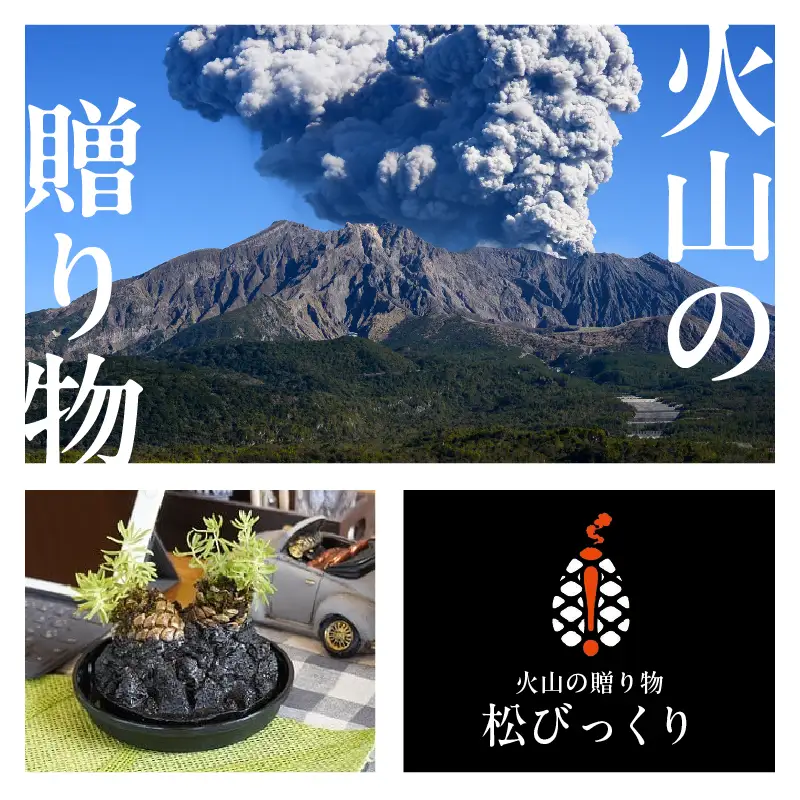 火山の贈り物 ミニ観葉植物『松びっくり』 溶岩土台松ぼっくり苔植物 K089-001