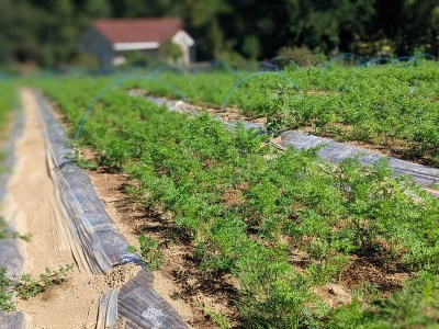 野菜たまごBOX『L』すべて北杜市産 [h208]