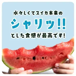 【先行予約】【2027年6月上旬から発送】レッドサンスイカ（約8kg～約9.8kg×1玉）【 ふるさと納税 人気 おすすめ ランキング レッドサン スイカ 西瓜 すいか 西瓜 果物 フルーツ 国産 産地直送 甘い 野菜 千葉県 山武市 送料無料 】SMAF001