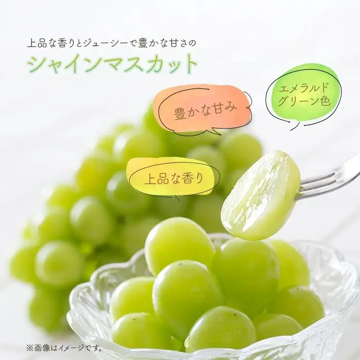 【訳あり】シャインマスカット晴王1房【2026年9月中旬～10月下旬発送予定】（いばら愛菜館）