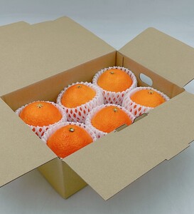 【2026年11月中旬頃から順次発送】【正規化粧箱入】紅まどんな 1箱（5から6個入り）まどんな 【FA0112】