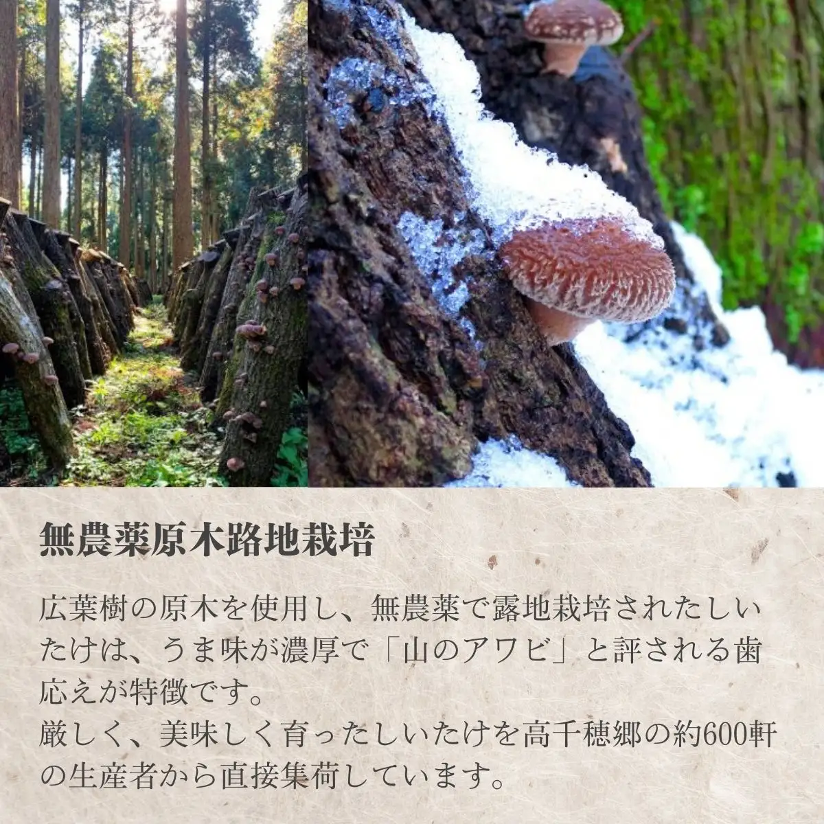 高千穂郷産カサ茸椎茸 50g×6袋 しいたけ 乾燥しいたけ きのこ 出汁 干し椎茸 旨味 杉本商店 煮物 料理 宮崎県 高千穂町 _Tk005-045
