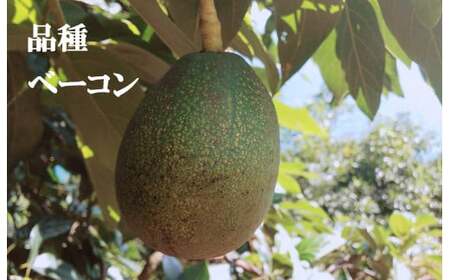 【2026年12月上旬頃から順次発送】希望の島 国産アボカド 1kg (ピンカートン/フェルテ/ベーコン)【FT025_x】