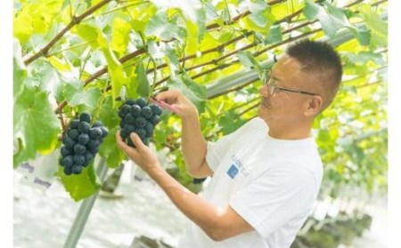 【2026年8月中旬頃から順次発送】シャインマスカット ぶどう 大粒 特選 ぶどう宝石箱 ギフト ナガノパープル 約 600g 18粒 ずつ 1箱 36粒 ぶどう ぶどう ぶどう ぶどう  ぶどう ぶどう  ぶどう ぶどう  ぶどう ぶどう  ぶどう ぶどう  ぶどう ぶどう  ぶどう ぶどう  ぶどう ぶどう  【GL001】