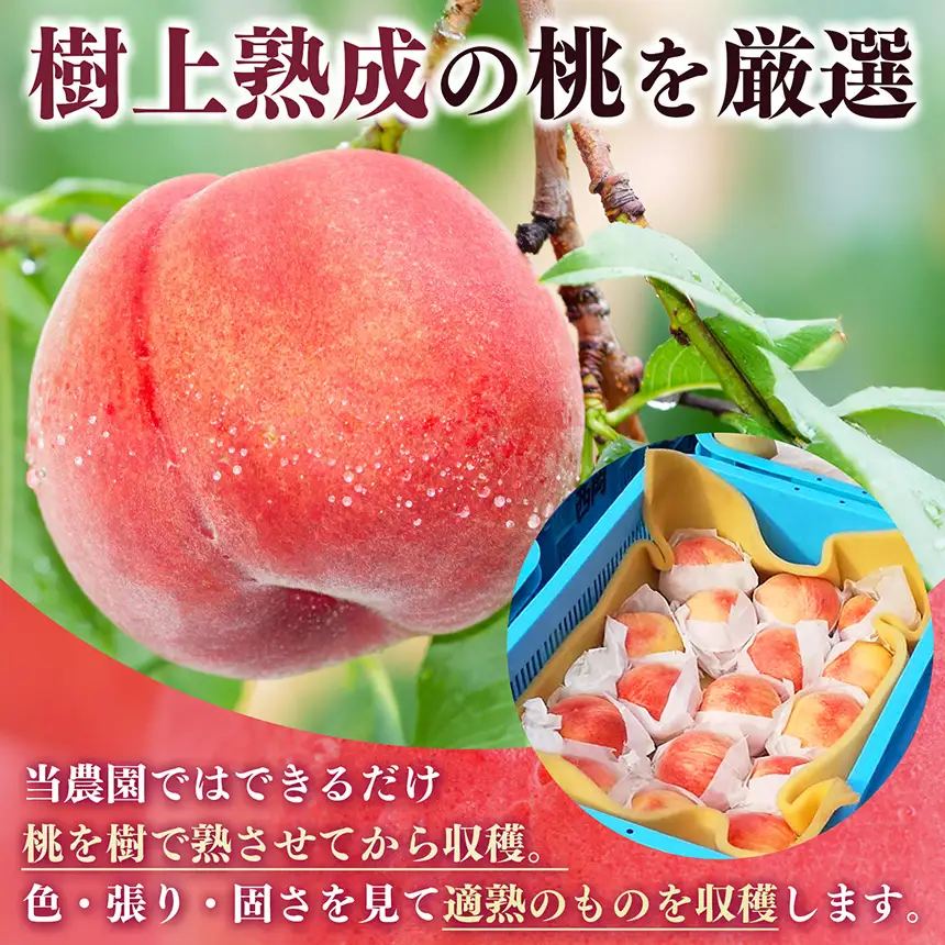 桃 （ 小玉 ）約 4kg 箱 （ 13 ～ 15個 ）|  果物 桃 大容量 西岡農園 