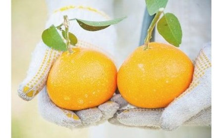 【甘平】【2027年1月中旬頃から順次発送】甘平 家庭用(優品) 約3kg | 愛媛県松山市【KK0141】