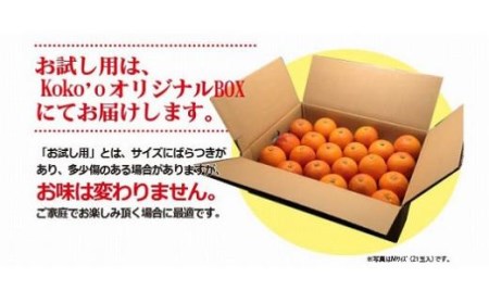 【2027年3月中旬頃から順次発送】ブラッドオレンジ 家庭用(優品) 約3kg【KK0261】