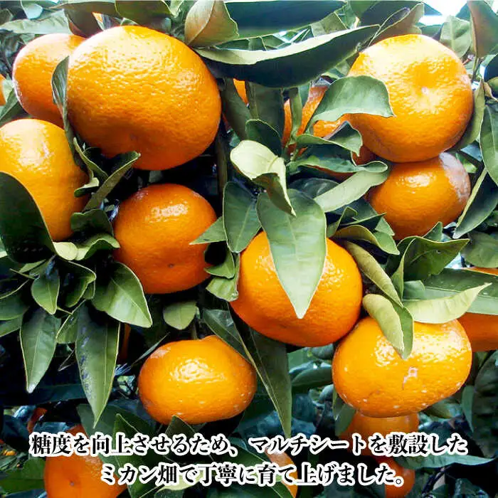 【数量限定】高糖度系 温州みかん(青島) 約10kg[OAF006] ミカン