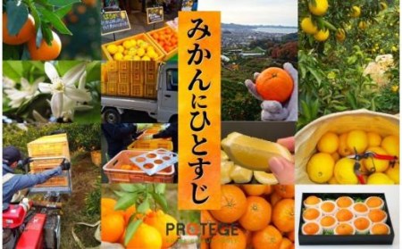 【せとか】家庭用 約2.8kg セトカ 愛媛県 松山市【PT0241_x】