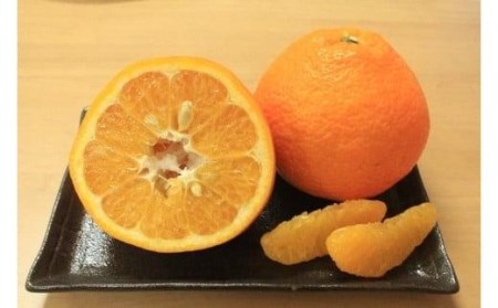 【2027年2月上旬頃発送】玉井農園のいよかん 10kg（3L?Lサイズ） みかん 柑橘 いよかん フルーツ【SSK0041】