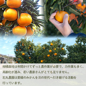 家庭用 甘平 5kg | かんぺい カンペイ 愛媛 みかん 【2027年1月下旬頃から順次発送】 【SU0011】