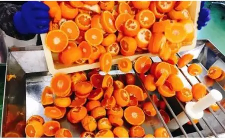 家庭用 せとか 5kg と 柑橘加工品セット | 愛媛 みかん くだもの フルーツ 【SU0032】【2027年3月上旬頃から順次発送】
