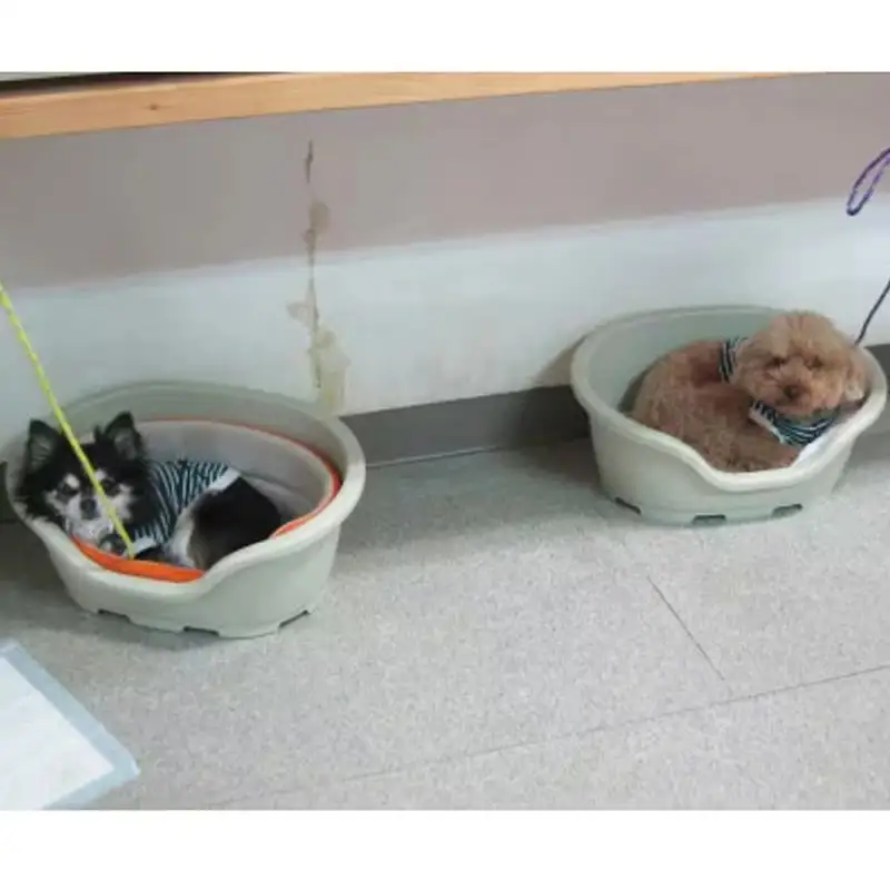「愛犬の宿」ペットホテル宿泊利用券 - チケット ペットホテル 宿泊券 割引券 預かりサービス 愛犬 犬 Dog Runs Well ドッグランズウェル 埼玉県 幸手市