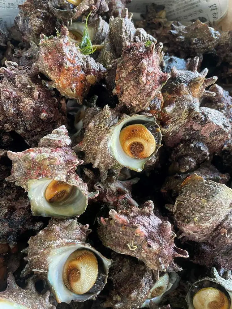 サザエ 冷凍 むき身 220g ( 110g × 2パック 各約40個 ) 佐渡小木岬産