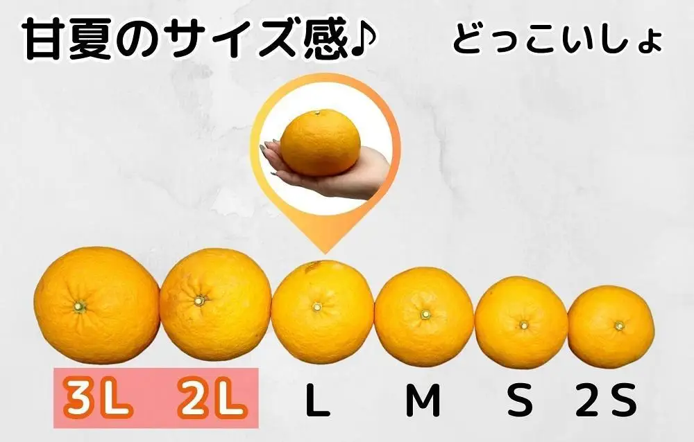 甘夏 大玉 箱込 10kg (内容量約9.2kg) 秀品 優品 混合 どっこいしょ 2Lサイズ以上 産地直送【みかんの会】