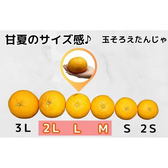甘夏 玉ぞろい 箱込 5kg ( 内容量約 4.4kg ) 秀品 優品 混合 2L  L M サイズのいずれか 和歌山県 産地直送 ［みかんの会］