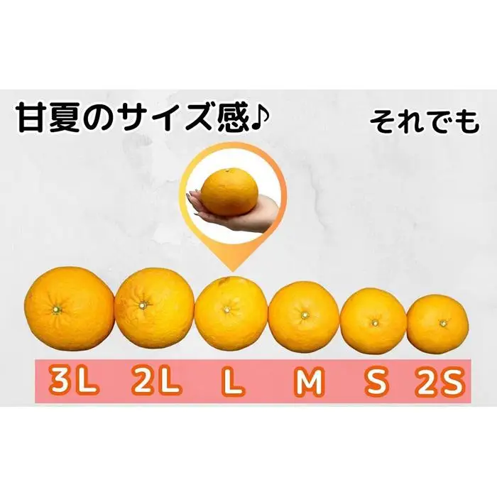 訳あり それでも 甘夏 箱込 10kg (内容量約9.2kg)  サイズミックス 産地直送 家庭用［みかんの会］