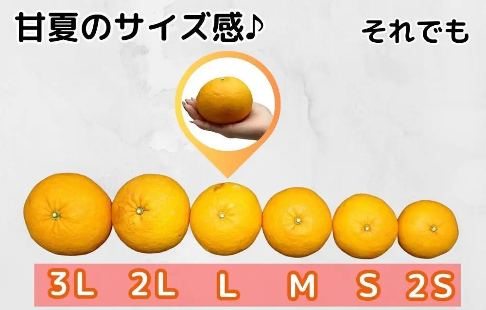 訳あり それでも 甘夏 箱込 7.5kg (内容量約 6.8kg)  サイズミックス 産地直送 家庭用【みかんの会】