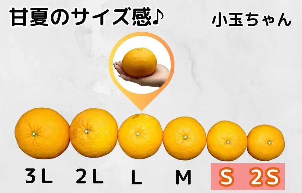 甘夏 小玉ちゃん 箱込 7.5kg (内容量約6.8kg) 秀品 優品 混合 Sサイズ以下 産地直送【みかんの会】