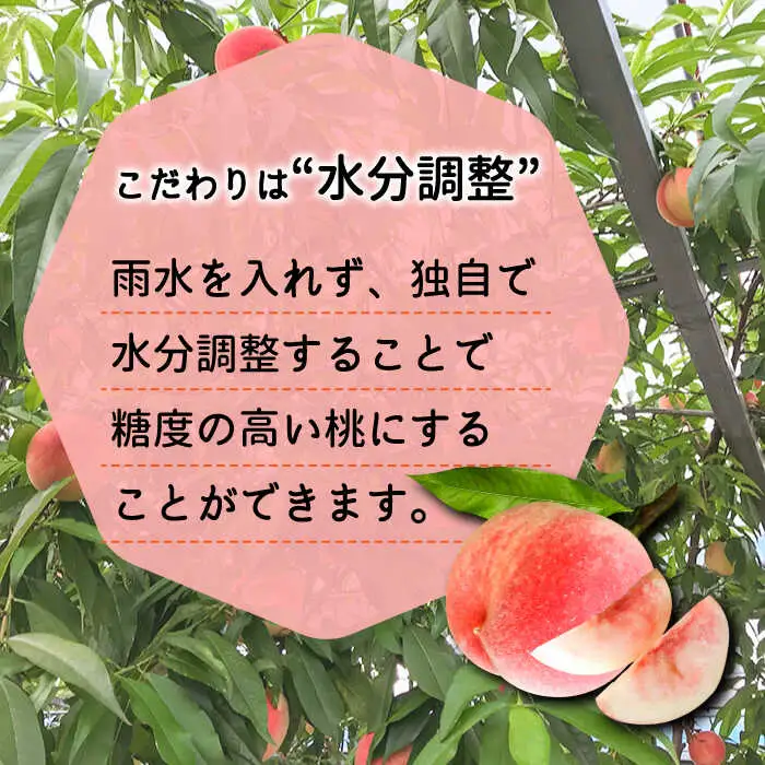 【2027年6月-発送】温室桃 約1kg [SAP002] 桃