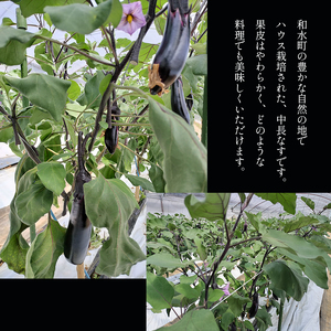 なす 5kg 和水町産 野菜 5月下旬～発送いたします 野菜
