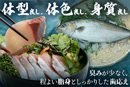 【配送日指定可能】 鹿児島 ねじめ黄金カンパチ ロイン 片身分（約400g×2本）冷蔵便 JF-507 | 魚 直送 養殖 根占 さかな 身が引き締まった かんぱち 漁師 刺身 寿司 しゃぶしゃぶ ぷりぷり食感 鹿児島県 南大隅町 ねじめ漁業協同組合