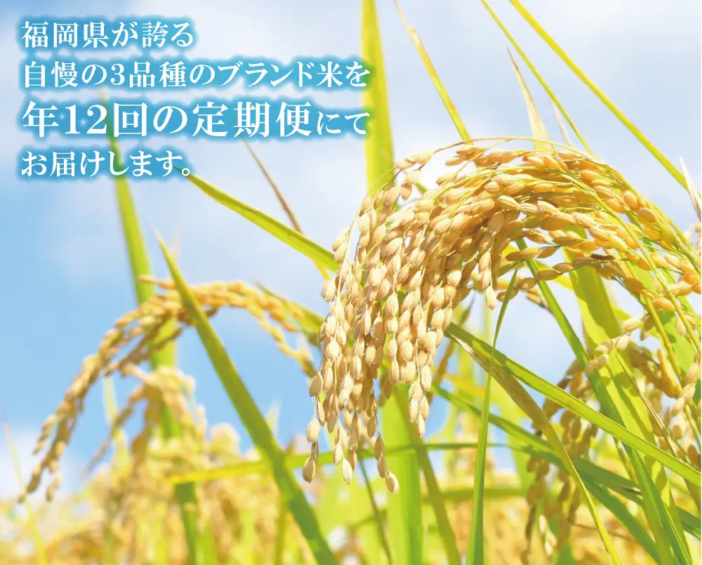 Z17-90 研ぐお米福岡県産米3品種セット定期便(毎月・年12回)