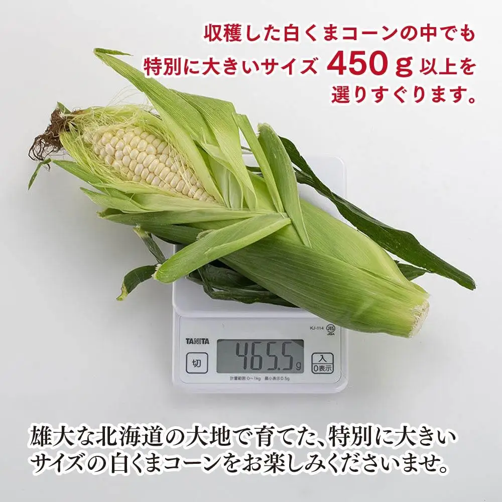 【先行予約】象もろこし（白くまコーン）大きいサイズのトウモロコシ 450ｇ以上8本入り (2026年8月下旬から発送開始) | トウモロコシ _01413