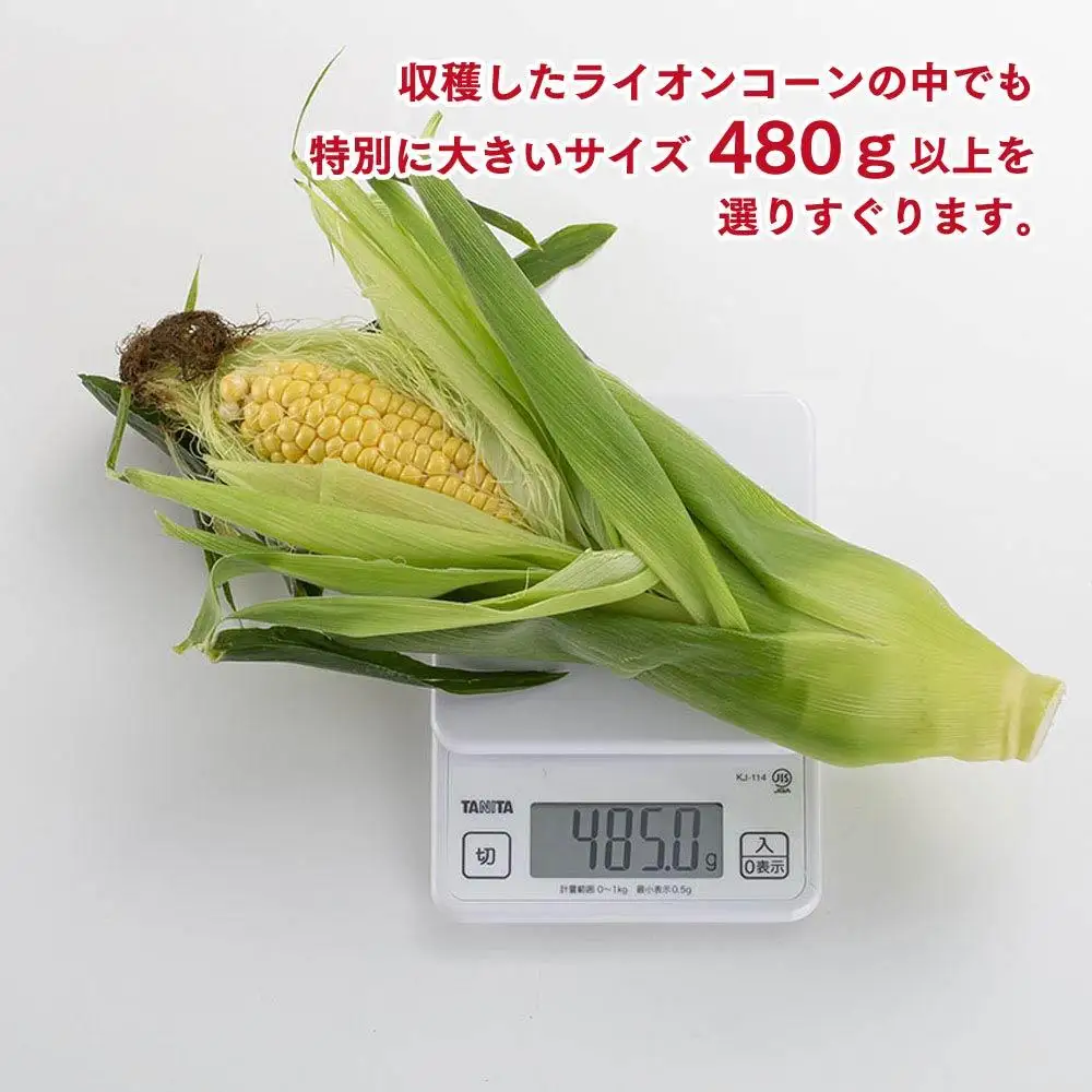 【先行予約】象もろこし（ライオンコーン）大きいサイズのトウモロコシ　480ｇ以上8本入り(2025年8月下旬～発送開始) | トウモロコシ  _01412