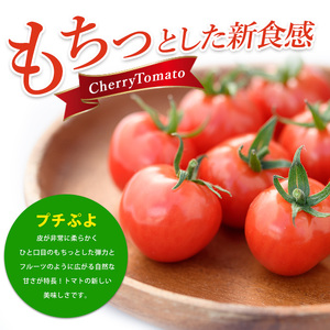 2026年12月上旬～発送 鹿児島県指宿市産 さくらんぼ トマト 薩摩の恋心 35個入 シナジーブリーディング IB077-001 ミニトマト ミニトマト