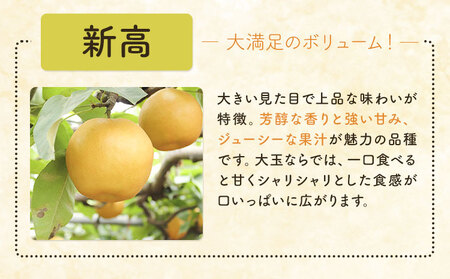 梨 新高梨 5kg 矢畑むらづくり組合【栃木県共通返礼品】【配送不可地域あり】(離島)