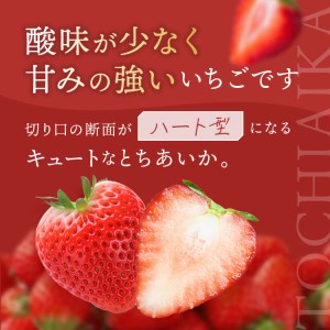 【定期便3回】 いちごっぱなし 旬いちご 1.2kg