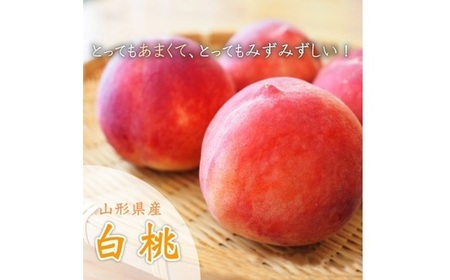 《2026年先行予約》山形県中山町産白桃 約3kg(6玉～12玉) 期間限定 数量限定 山形県産 フルーツ くだもの 果物 もも モモ F4A-0107