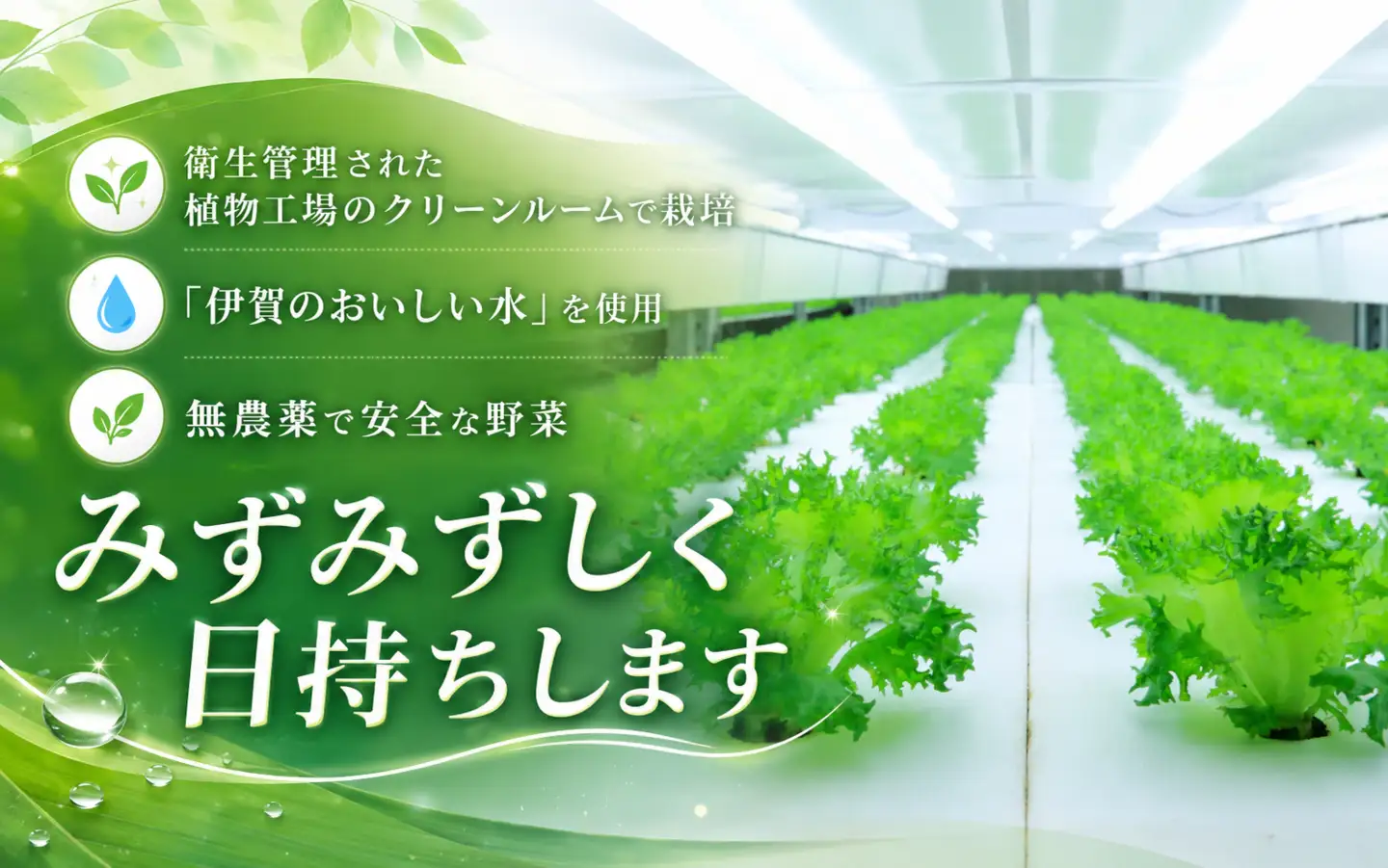 【農薬不使用】レタス Leaf Mie（完全人工光型植物工場レタス）約80g×25個　3ヶ月連続お届け【fskk-tkb0001】