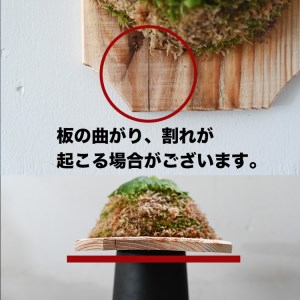 【着生板】Mサイズ 3枚組「角の形状：斜め」