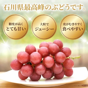 ルビーロマン 1房 約500g（1箱）【2026年収穫分】｜ ぶどう ぶどう 葡萄