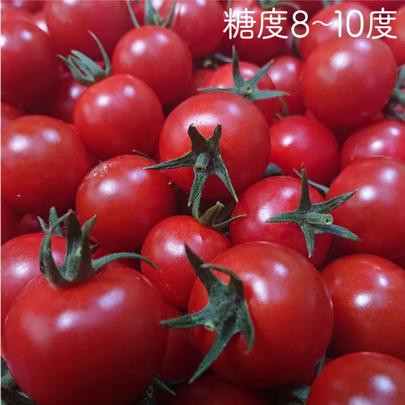 【先行予約】 フルーツミニトマト くれまるこ 1.2kg ミニトマト