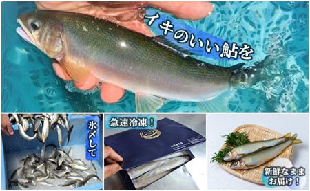 生産者直送こだわりの「信州あゆ」冷凍10尾入り アユ 鮮度抜群 旬 旨みが濃い 鮎の塩焼き 鮎めし 魚介 個包装 長野 信州 上田市