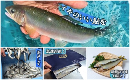 限定生産！生産者直送！こだわりの「信州あゆ 子持ち 」冷凍8尾入 アユ 鮮度抜群 みずみずしい 旬 魚介 旨みが濃い 長野 上田市