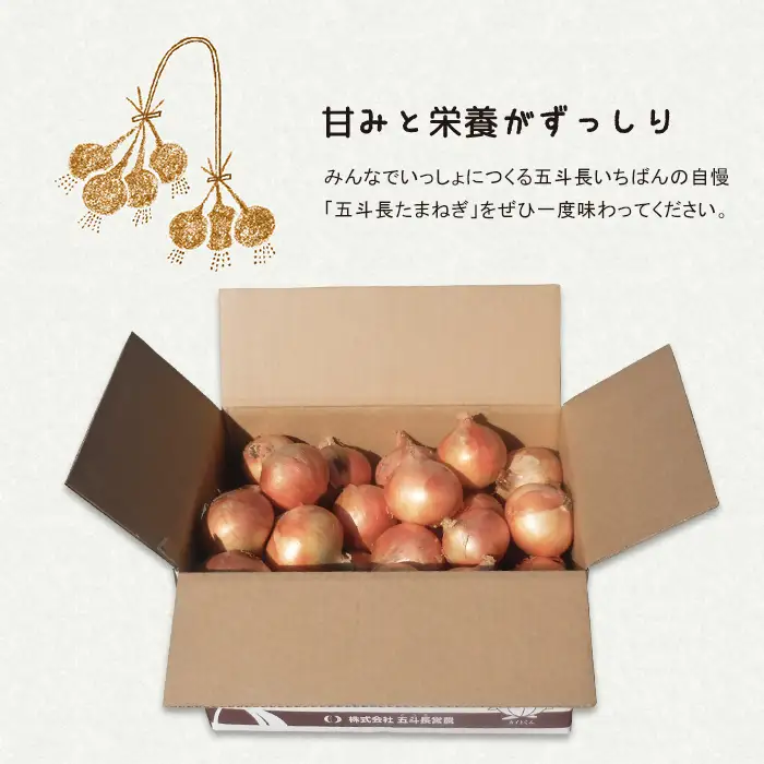 五斗長玉ねぎ 20kg　玉ねぎ