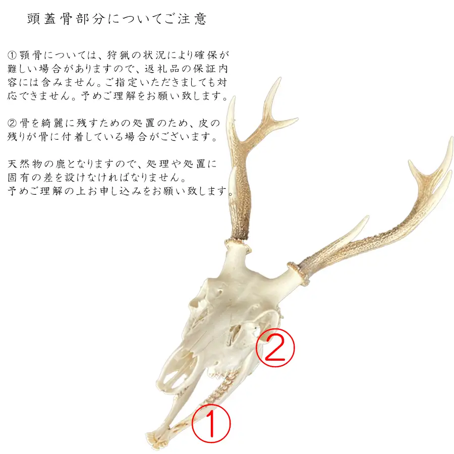 鹿の角　スカル　シカのツノ 鹿スカル/スカルトロフィー 鹿 鹿角 ツノ 骨 インテリア 趣味 狩猟