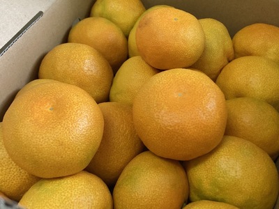 みかん 愛媛 ハウスみかん 2.5kg 人気 数量限定 柑橘 伊予市｜B129