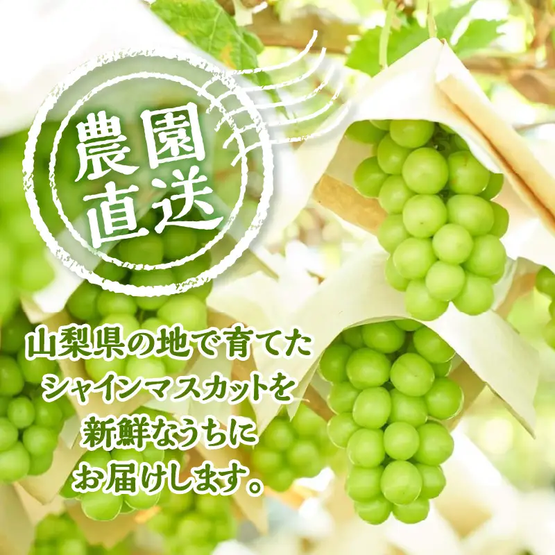 【ふるなびWEEK対象】山梨県産シャインマスカット 1kg（2～３房）【化学肥料、除草剤不使用】ぶどう 葡萄 フルーツ 果物 農園直送