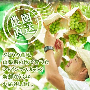 山梨県産シャインマスカット 2kg（3～5房）【化学肥料、除草剤不使用】ぶどう 葡萄 フルーツ 果物 農園直送
