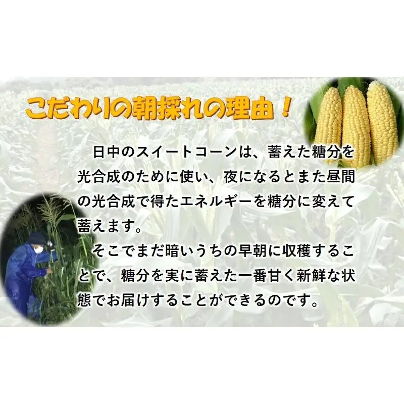 【先行予約】2027年発送鮮度が命！生産者直送 緒方さんちの朝どれスイートコーン『イエロー』7kg＜23-2b＞野菜 やさい とうもろこし